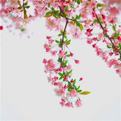 大发彩票app手机app下载